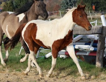 Dvouletý valach APH - 7PANEL - 9