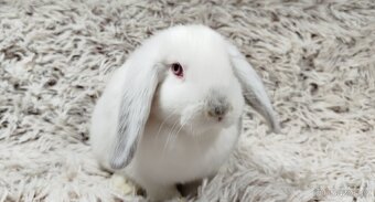 Zakrslý beránek, králíček, králík - MOLLY - 9