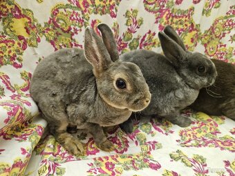 Zakrslý králíček - 9