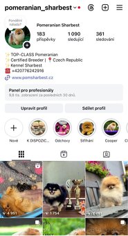 Pomeranian S PP FCI, štěňátka k rezervaci - 9