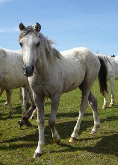 Prodám hřebečka Welsh pony, sekce B s PP. - 9
