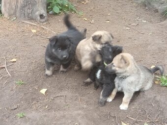 Prodám štěňata německého ovčáka - 9