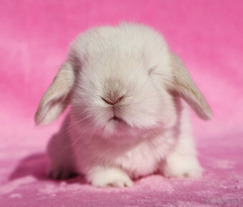 Zakrslí beránci NHD samečci . - 9