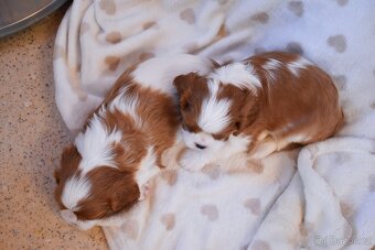 Šteniatka Cavalier King Charles Spaniel - 9