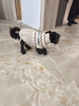 Black Yorkshire terrier - 9