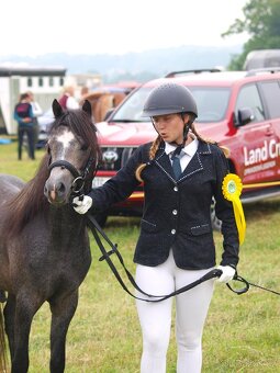 Valach Welsh pony, sekce B k prodeji - 9