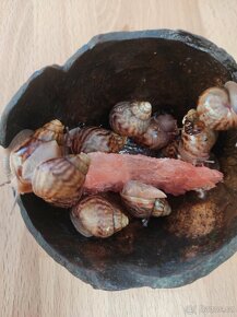Šnek africký rodu achatina imacullata - 9