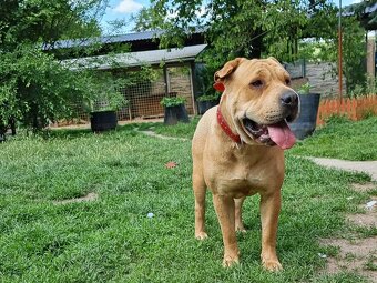 VANILKA K ADOPCI - 12m., vděčná, umazlená - 9