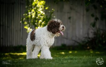 Lagotto romagnolo s PP ( italský vodní pes ) - 9
