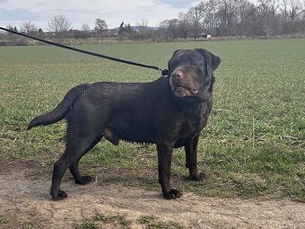 ICE K ADOPCI - hnědý x-labrador, akční parťák - 9
