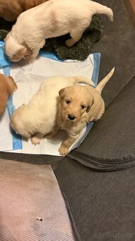 Goldendoodle - 9