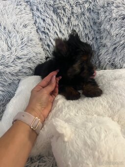 Jorkširský teriér s PP - 9