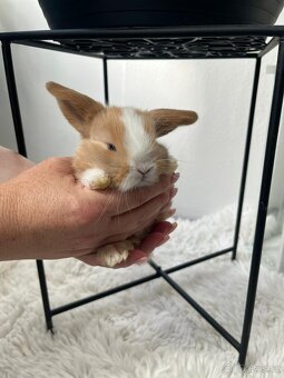 Nabízím miminka minilopů - 9