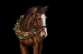 Kobylka ČT - rekreace/chov - 9