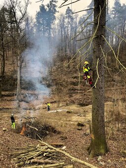 Rizikové kácení - 9