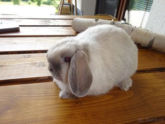 Minilop - samička - 9