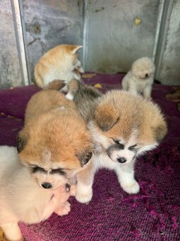 Štěňata Akita inu - 9