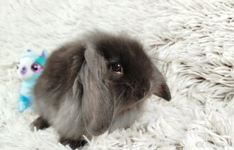 Zakrslý beránek, králíček, králík - MATTY A MENY - 9
