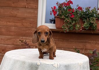 Jezevčík hladkosrstí trpasličí králičí s pp - 9