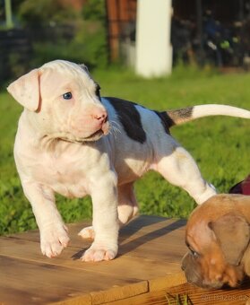 American Bully XL 🐾 - 9