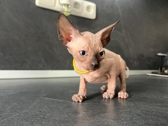 Sphynx - 9