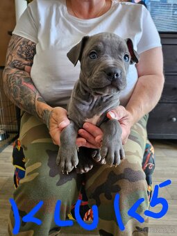 Štěňátka Pitbulla prodám - 9