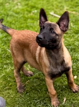 BELGICKÝ OVČÁK MALINOIS - 9