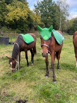 Úžasný hřebeček - 9