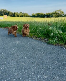 Cavapoo s registraci - 9