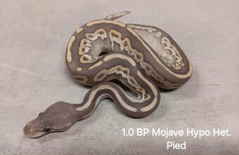 Krajta královská - 9