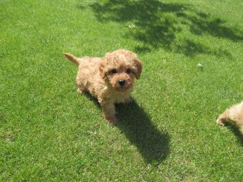 Maltipoo štěňátka - 9