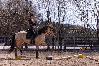 Lusitano klisna - 9