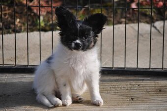 Fenka papillon - 9
