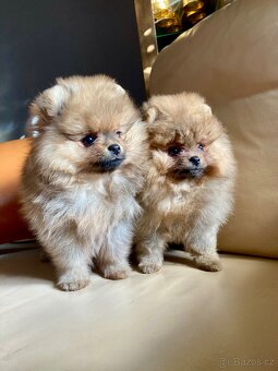 Pomeranian s PP FCI - 9