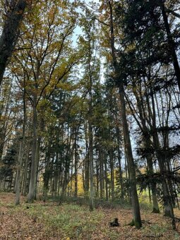 Prodám lesní pozemek v k.ú. Snopoušovy - 9