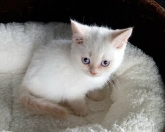 Britský kocourek colorpoint s PP - 9