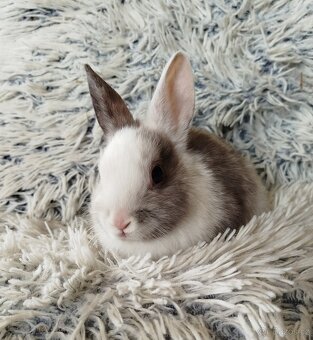 Zakrslý králík - 9