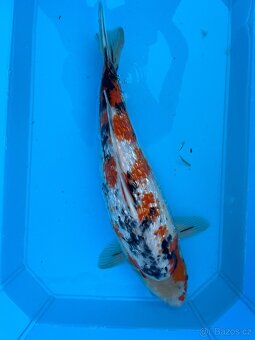 Koi kapři - 9