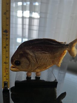 Piranha, exoticka ryba z Brazilie - 9