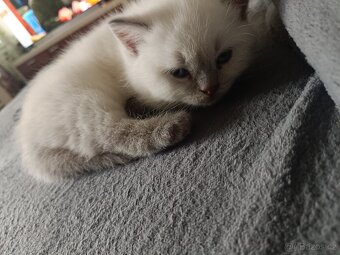 Britský kocourek - 9