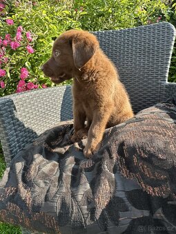 štěňata labrador a – připravena k odběru - 9