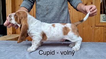 Bassethound s PP - 9