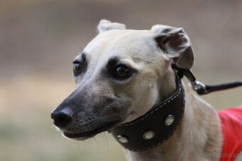 Whippet (vipet) štěňata k zadání - 9