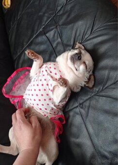 🐾Čivava maminka Marilyn a její dcera Barbie - 9