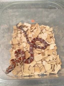 Užovky červené 8/25 classic a diffused - 9