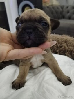 Francouzský buldoček - 9