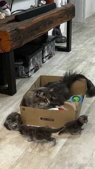 Mainská mývalí - 9