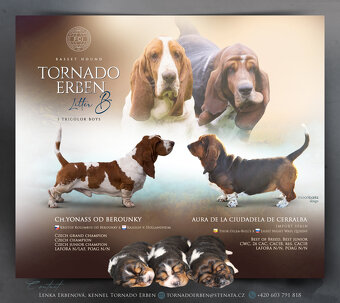 Bassethound - dva trikolorní pejsci s PP - 9
