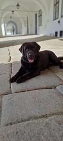 Labradorský retriever Krytí - 9