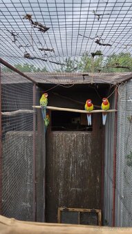 Rosela Golden mantel - 9